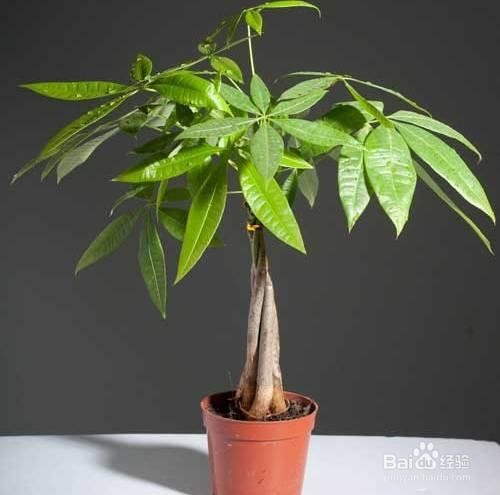 发财树需要怎么养护