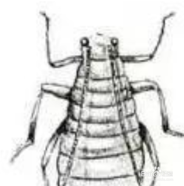 灭蚜虫的最有效方法