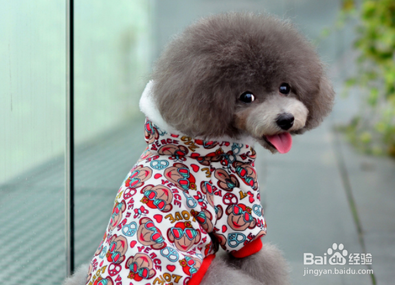 怎样照顾好你的宠物？