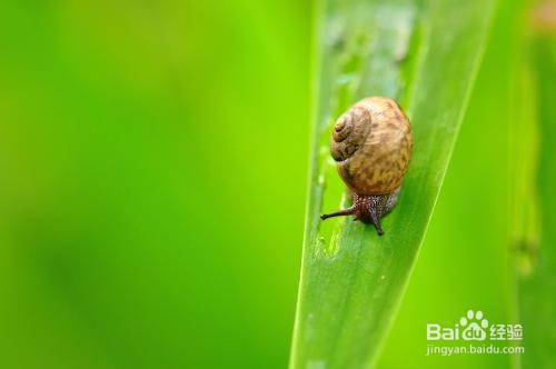 如何有效除吃菜的蜗牛？