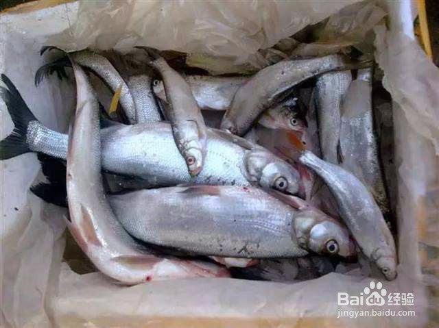 黄鲫子鱼的做法视频