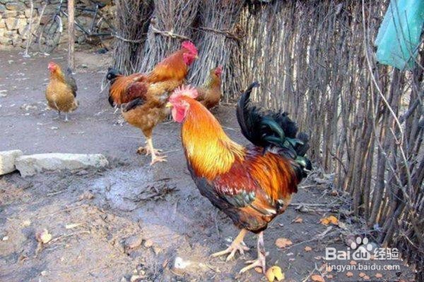 怎么养殖土鸡