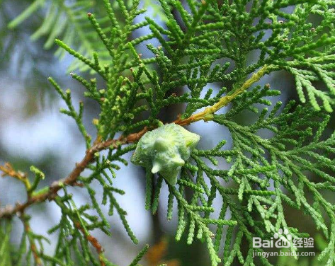 快速有效的生发小方法