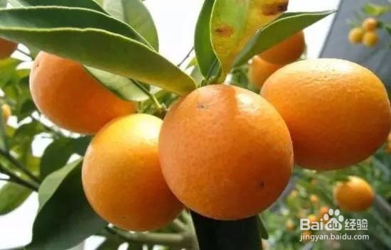 吃完大葱、大蒜有口臭？6个妙招帮你摆脱尴