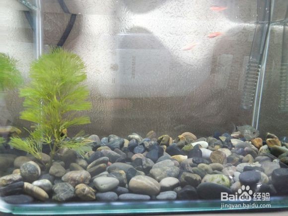 进行单养的具体步骤与方法