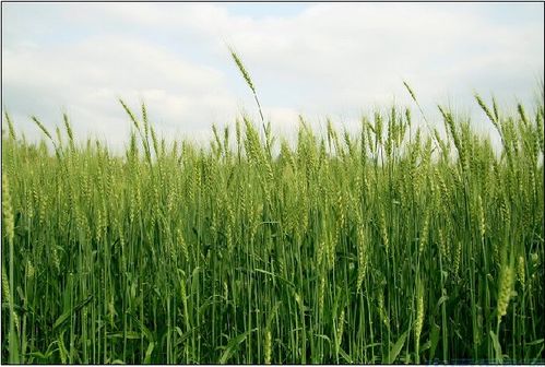 DIY五谷美肤面膜