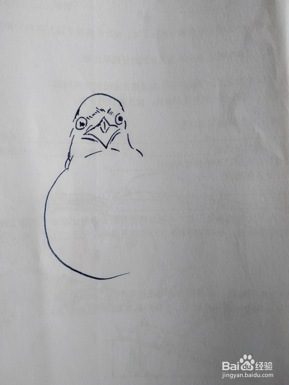 伯劳鸟的钢笔画法，