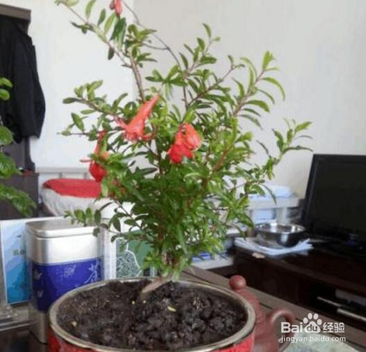 月季石榴盆栽制作方法