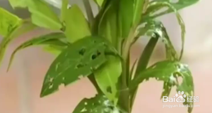 这些小技巧让你成为绿植医生