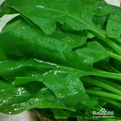 菠菜种植的时间和方法