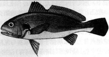 鉴别日本白姑鱼的具体方法
