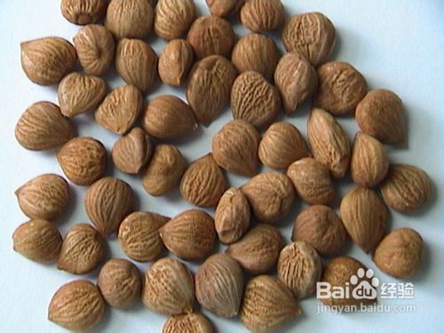 怎么区别美国大杏仁和普通杏仁