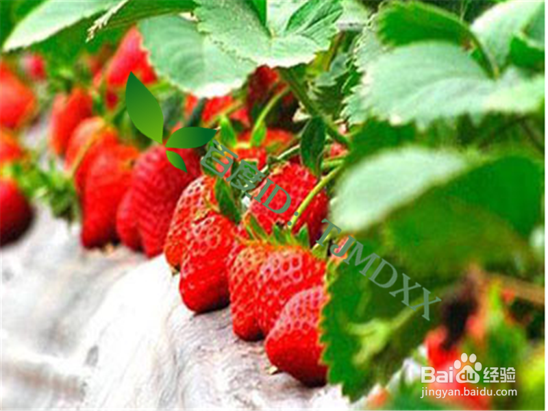 怎么挑选安全的草莓及正确清洗方法