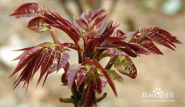 春夏季节清火的几种食物
