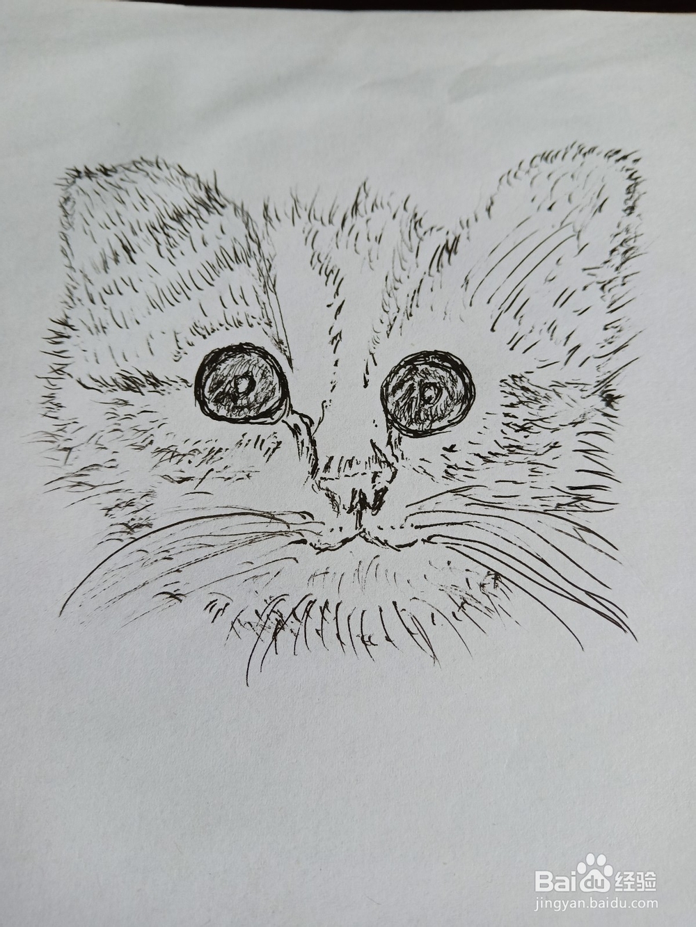 钢笔画猫的画法