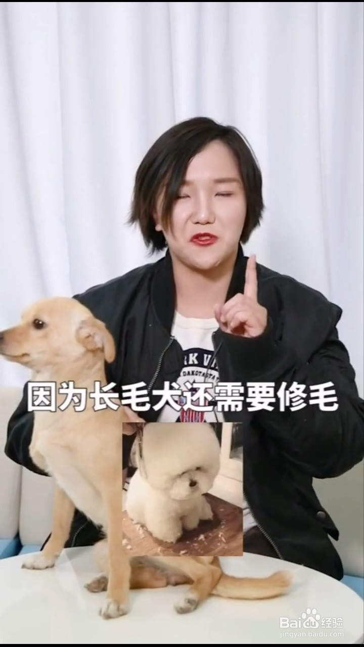 养狗如何更省钱