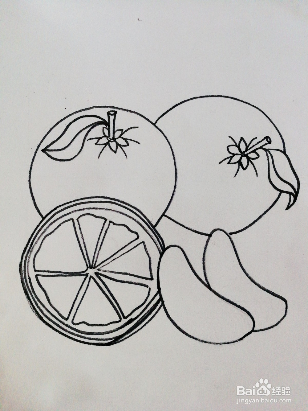 手绘三个橙子卡通绘本插图