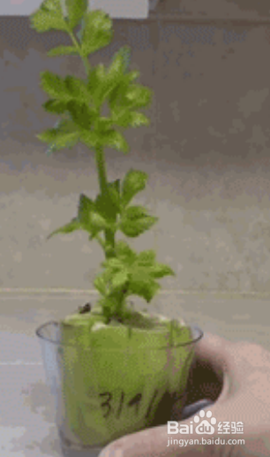 芹菜、菠萝盆栽的制作？