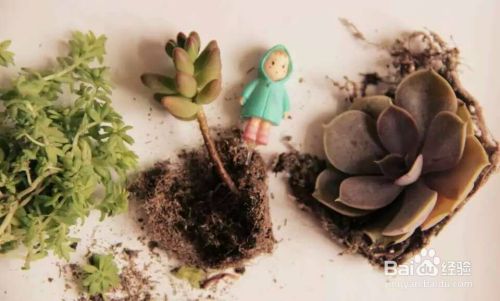 如何diy多肉植物盆景 百度经验