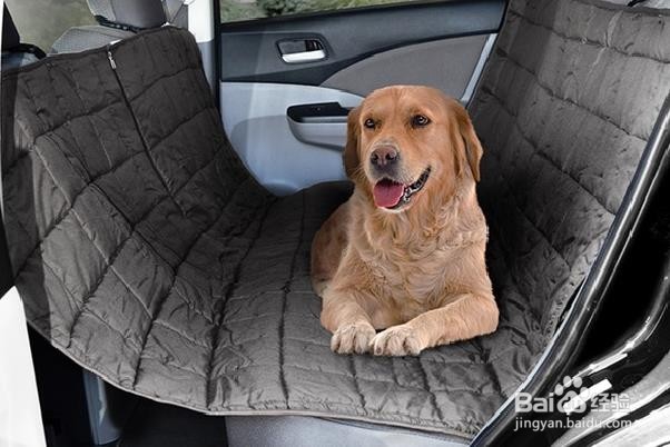 如何去除汽车内饰中的宠物尿渍