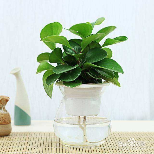 新房除甲醛和异味