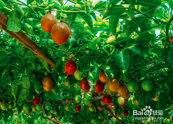 百香果枯萎怎么救活