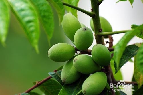 橄榄的作用以及食用禁忌