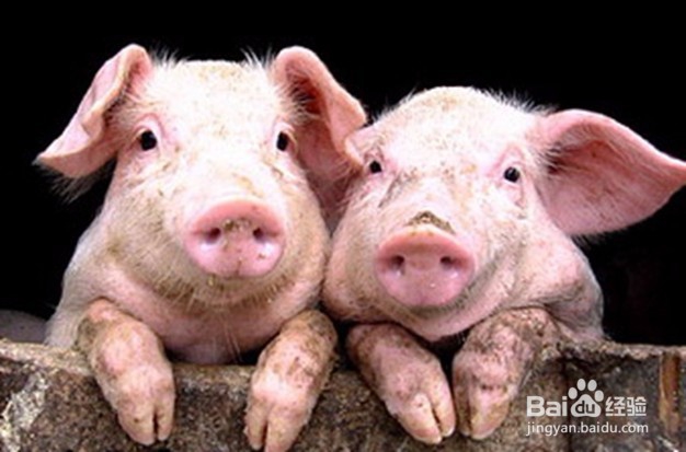 猪撞树上了怎么办