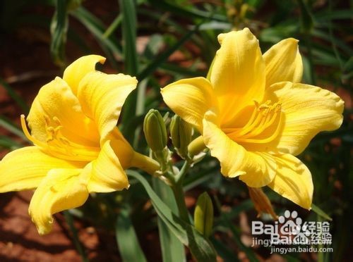 刚买的百合花怎么水养