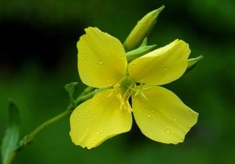 哪些花有毒性
