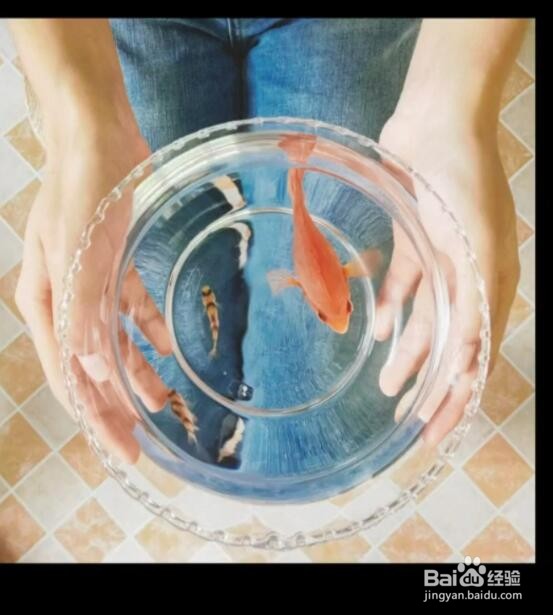 教你用手机和金鱼缸拍出创意大片