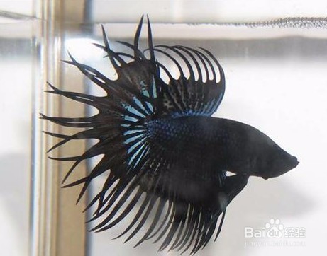 狮王斗鱼怎么分公母