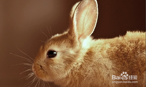 小兔子怎么养才能养活
