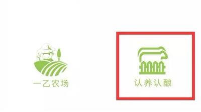 突尼斯软籽石榴开启认种啦!