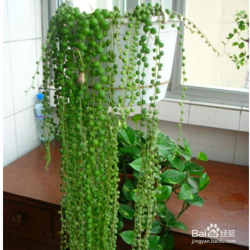 绿之铃叶尖发黑怎么办?