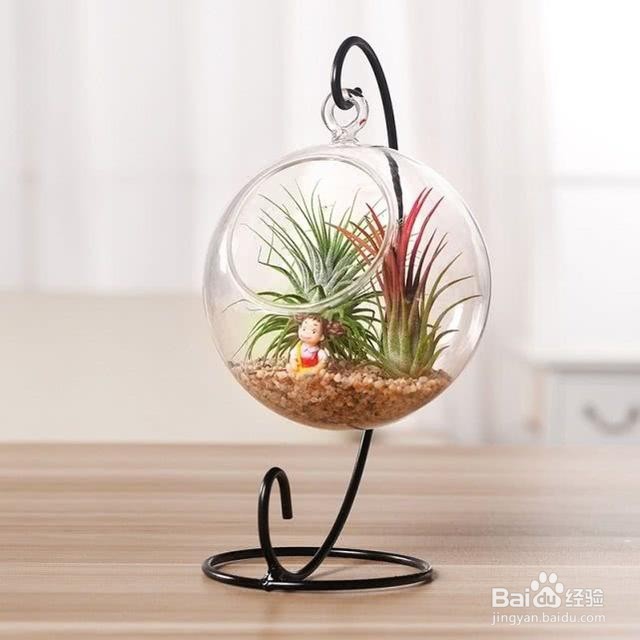 一养就容易上瘾的绿植,养护简单卫生