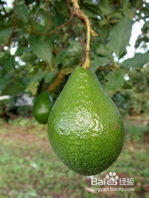 如何挑选牛油果