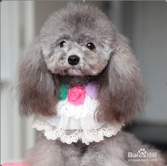 如何巧妙搭配狗狗服饰