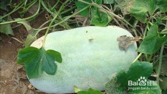 怎么挑选优质冬瓜？怎么吃冬瓜最好？