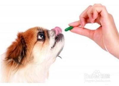 狗狗驱虫药怎么吃