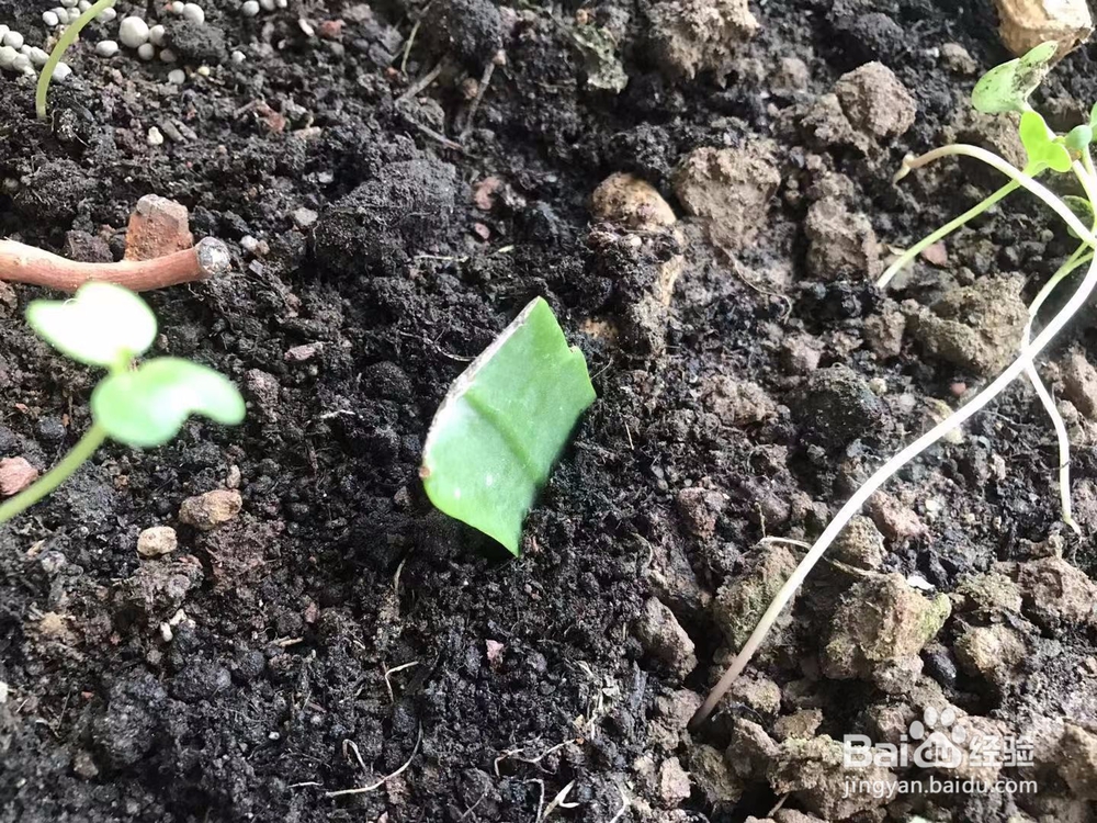 昙花怎么分株繁殖？昙花怎么种？