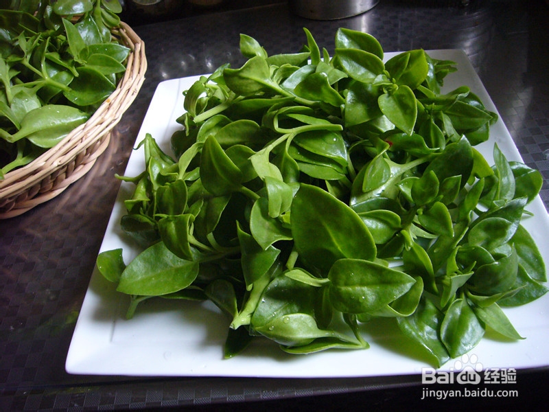 爽口凉菜——生拌穿心莲