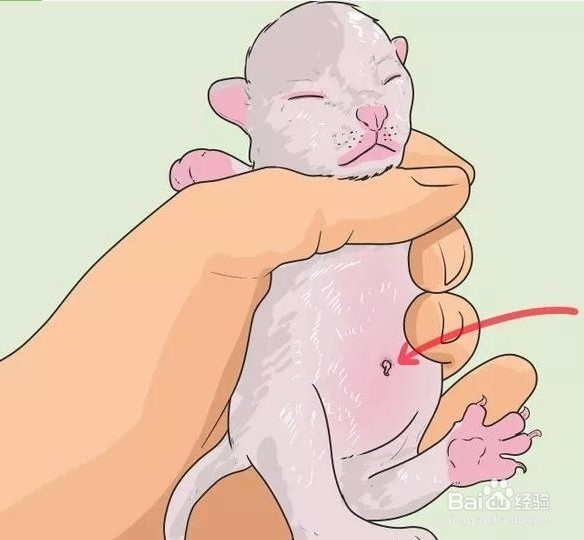 母猫生产后怎样照顾好小猫