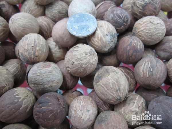 白玉菩提的雕刻方法