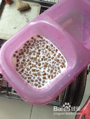 小金毛吃什么好