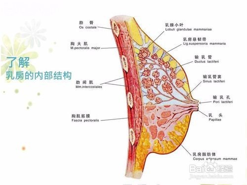 宝宝吃母乳的注意事项