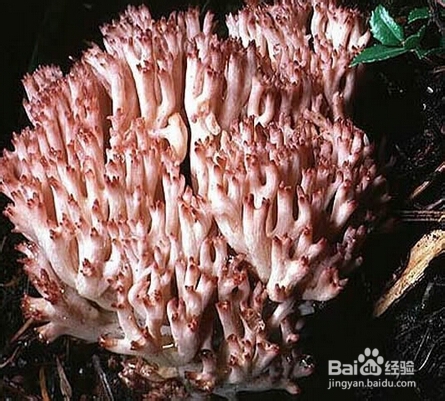 各种蘑菇知识科普