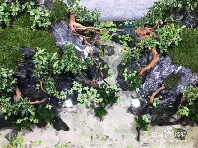 1.2米鱼缸造景教程