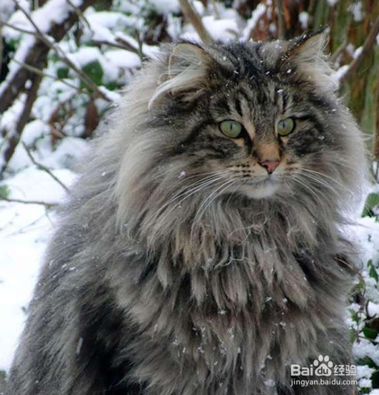 训练缅因猫拉屎 教它自己上厕所