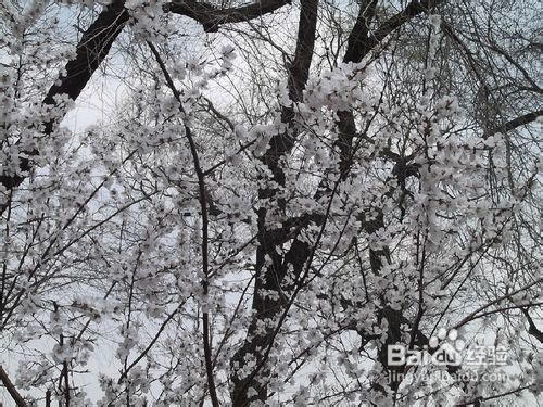 北京玉渊潭公园樱花节游记